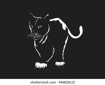 Walking Black panther on dark backround vector illustration