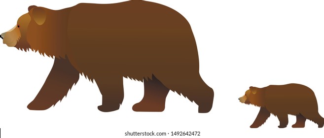 walking brown bear with a bear cub