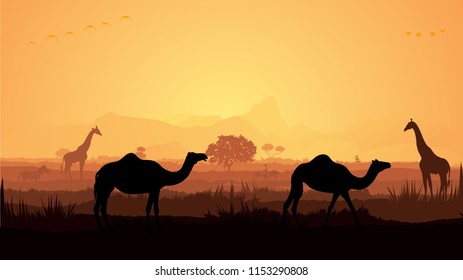 Walking Camels in forset