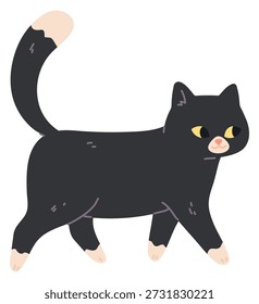 Walking cat. Cute black fur active pet 