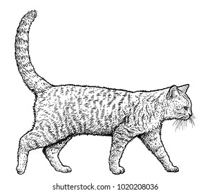 Walking cat illustration, drawing, engraving, ink, line art, vector