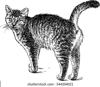 Featured image of post Cat Walking Drawing Find this pin and more on easy drawings by sarah elbaz