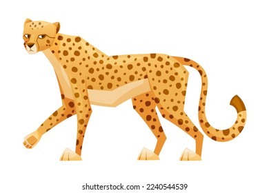 Walken der Cheetah als afrikanische Große Katze mit langen Schwänzen und schwarzen Spots auf Coat-Vektorgrafik