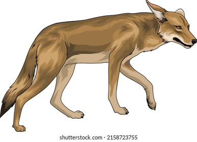 Walking Coyote Vector  Illustration. Colorful, Cartoon, Semi Realistic, Vector, Editable.
A Coyote Walking In Side View Point.