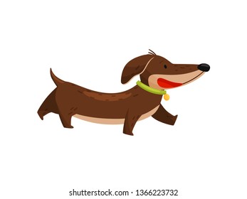 Walking dachshund in collar on white background.