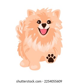 Walking dog. Cute pomeranian spitz. Vector illustration