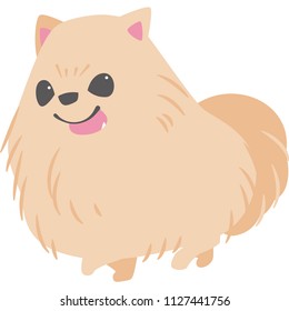 Walking dog (Pomeranian)