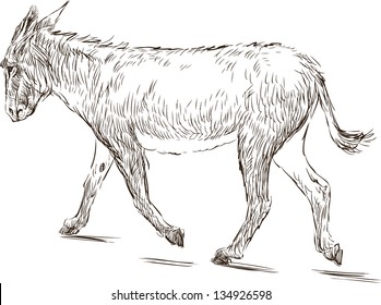 walking donkey