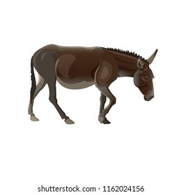 Walking donkey, side view. Vector illustration isolated on the white background