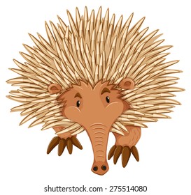 Walking echidna sobre fondo blanco