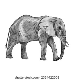 Walking elephant isolated on white vector illustration in watercolor style. Wildlife elefant with tusks and trunk.  Grayscale elephant walking.