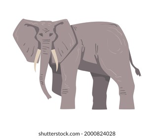 Walking Elephant as Large African Animal with Trunk, Tusks, Ear Flaps and Massive Legs Vector Illustration