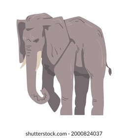 Walking Elephant as Large African Animal with Trunk, Tusks, Ear Flaps and Massive Legs Vector Illustration