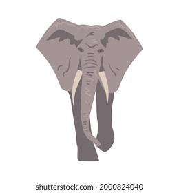 Walking Elephant as Large African Animal with Trunk, Tusks, Ear Flaps and Massive Legs Vector Illustration