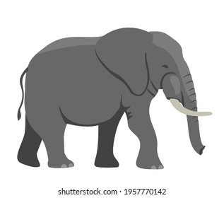 Walking Elephant simple vector Illustration. Big gray african elephant with white tusks. Vector illustration, flat design element, cartoon style. Isolated on white background.