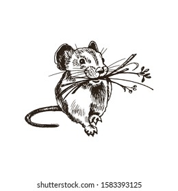 Walking Field Mouse with Grass Blades in Its Mouth Isolated on White Background Vector Illustration. Fluffy Sketched Rodent Drawing