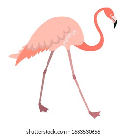 Walking flamingo in flat style. Pink bird isolated on white background.