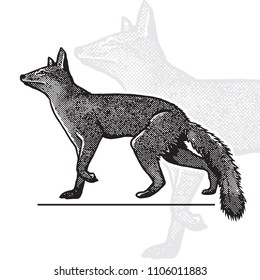 Walking fox in graphic engraving isolated on white background.
Vector illustration of cute animal in vintage style, side view.