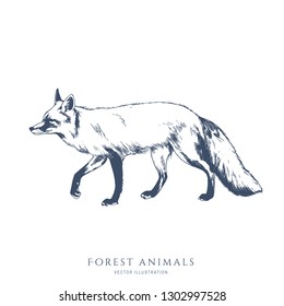 Walking Fox Monochrome Hand Drawn Sketch. Wildlife Vector Illustration. Forest Animal.