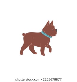 Walking funny dog or puppy in collar flat cartoon vector illustration isolated on white background. Adorable cute and funny bulldog breed dog character.