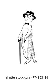 Walking gentleman meerkat. Vector hand drawn illustration
