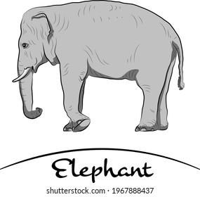 Walking gray elephant. Cartoon style.