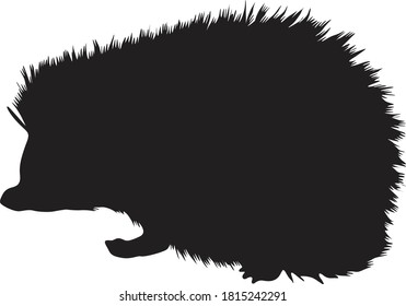 Walking Hedgehog (Atelerix Albiventris)Side View, Silhouette, Found In Map Asian,Europe And Africa
