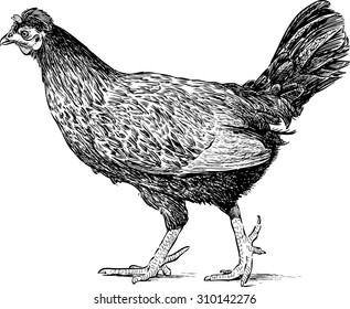 walking hen