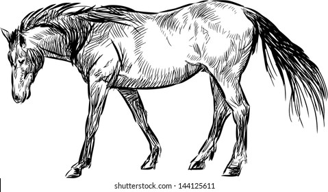 walking horse