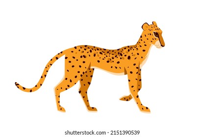Walking jungle leopard animal. Wildlife tropical fauna, dangerous exotic carnivore, wild fast panther, family cat member, spotted feline, savanna hunter vector illustration