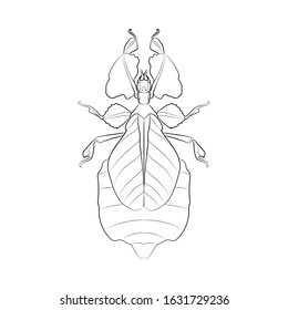 Walking leaves (Phyllium giganteum). Line drawing. Vector illustration.