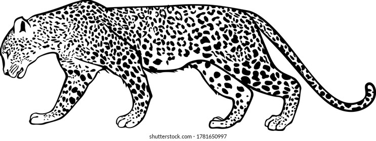 Walking Leopard Contour Vector Monochrome Isolated Stock Vector ...