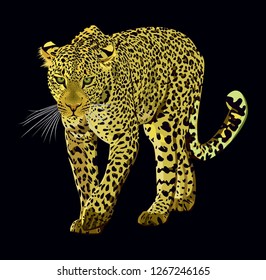 Walking leopard graphic design isolated on black background. Animal hand drawn illustration. - Vector