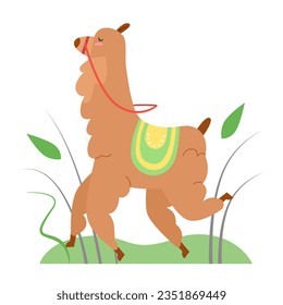 Walking llama alpaca. Running camel family alpaca, farm animal vector illustration