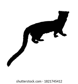 Walking Masked Palm Civet (Paguma Larvata) En Una Silhouette Vista Lateral Encontrada En El Mapa De Asia. Bien utilizado para la impresión de libros, libros para animales y contenido para animales