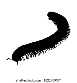 Walking Millipede (Diplopoda) On a Front View Silhouette Found In Map Of All Around The World. Good To Use For Element Print Book, Animal Book and Animal Content