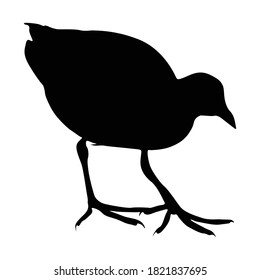 Walking Moorhen Bird (Hydrurga Leptonyx) On a Side View Silhouette Found In Map Of All Around The World. Good To Use For Element Print Book, Animal Book and Animal Content