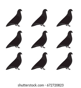 Walking pigeons pattern. Pigeons . Pigeons pattern
