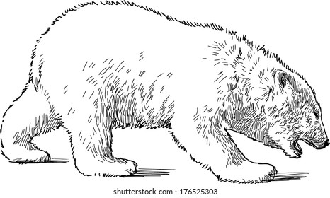 walking polar bear