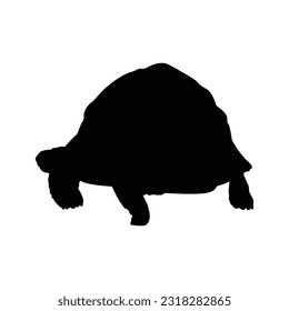 Walking Radiated Tortoise Silhouette. Good To Use For Element Print Book, Animal Book and Animal Content