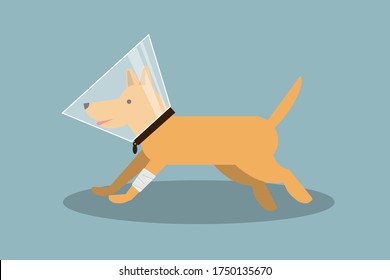 Walking redhead dog with bandaged paw and recovery pet cone isolated. Stock vector illustration in flat design.