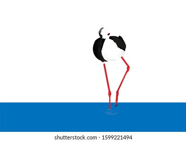 Walking shore bird. Bird: Black winged Stilt. Himantopus himantopus. White background.