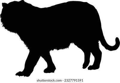 Walking Siberian Tiger Silhouette Good To Use For Element Print Book, Animal Book and Animal Content