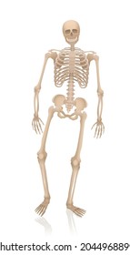 Walking Skeleton - Alive, Creepy, Spooky, Frightening, But With A Friendly Smile. Anatomical Proportions Of An Adult Person Of Average Body Type. Isolated 3d Vector Illustration On White Background.
