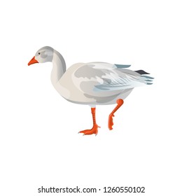 Walking snow white goose. Vector illustration isolated on white background