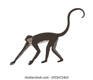 spider monkey cartoon