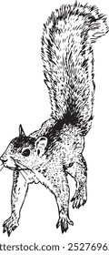 Walking squirrel - hand drawn realistic vector critter illustration