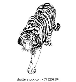 A walking tiger