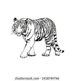 walking tiger drawing  in black and white