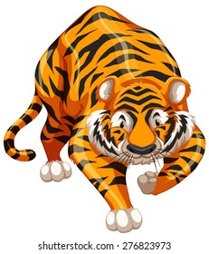 Walking tiger on white background